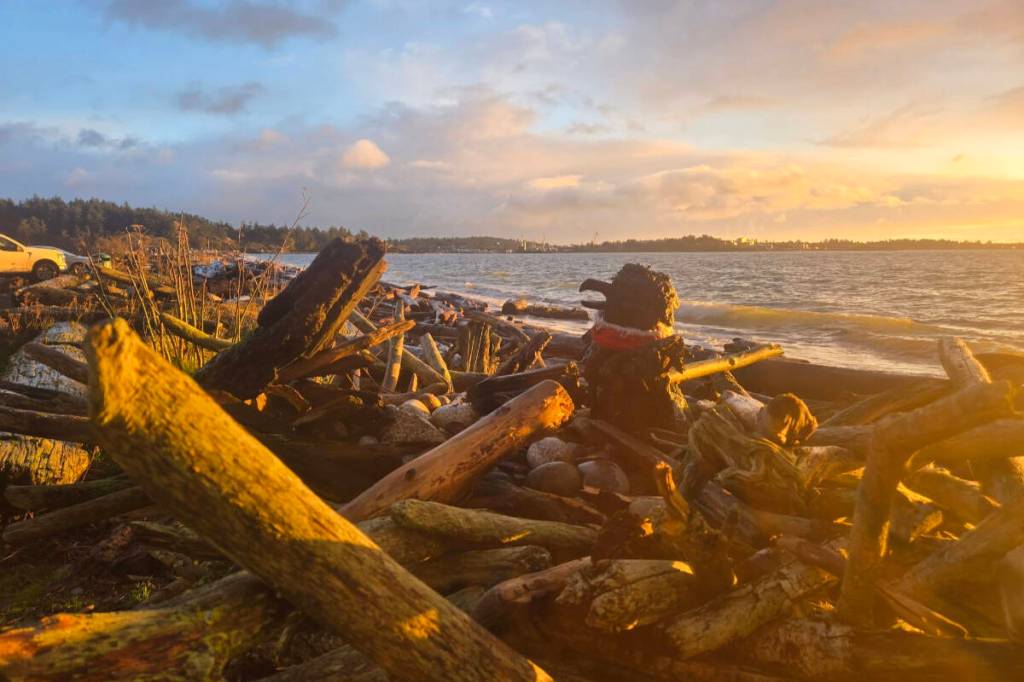 A feature since 2018, a sculpture of a raven and its chick is no more at Esquimalt Lagoon, after being ripped apart. (Paul Lewis/Facebook)