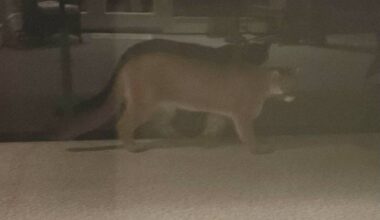 This cougar has been stalking animals on a Mill Bay farm in recent days, and killed a cat there on Dec, 28. (Submitted photo)