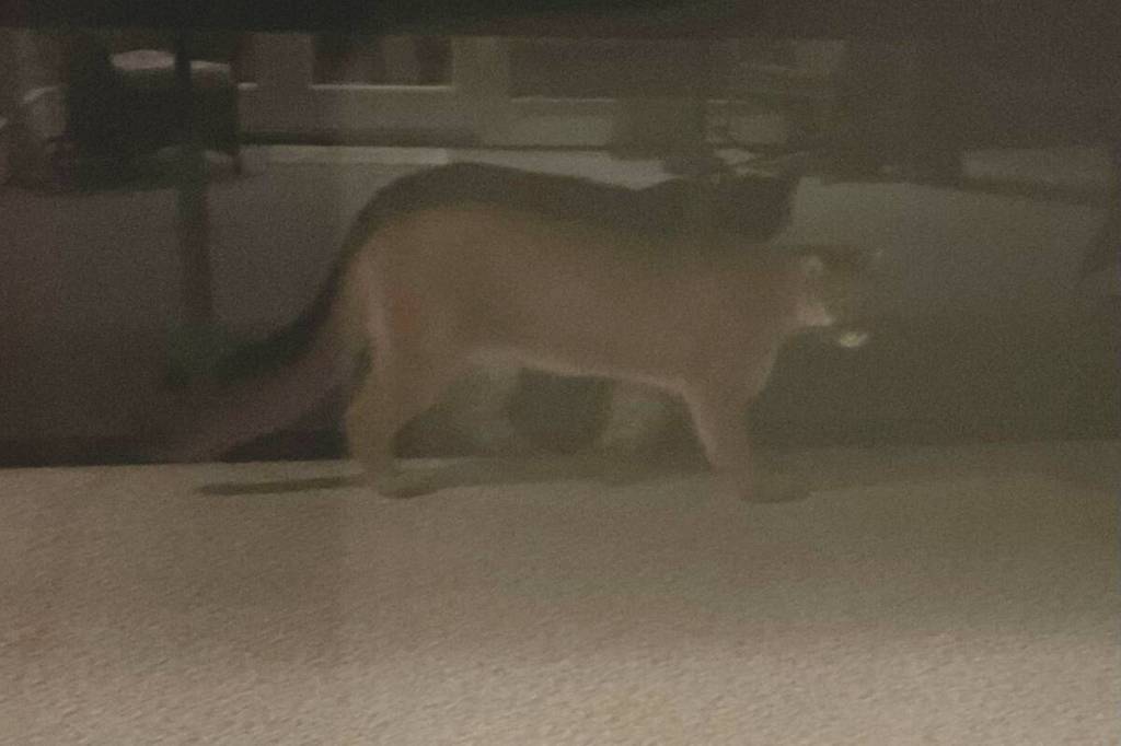 This cougar has been stalking animals on a Mill Bay farm in recent days, and killed a cat there on Dec, 28. (Submitted photo)