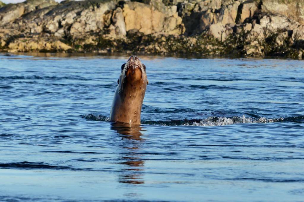 About 40 Steller sea lions and 250 California sea lions haul out at Trial Islands, Dec. 31, 2025. (Photo by Jacques Sirois)