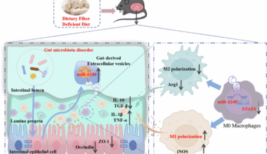 Dietary fiber deficiency exacerbates intestinal inflammation via miR-6240-enriched gut extracellular vesicles