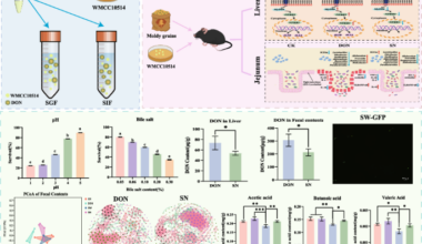 Bacillus velezensis mitigates deoxynivalenol-induced intestinal inflammation and liver injury via modulating the gut microbiota