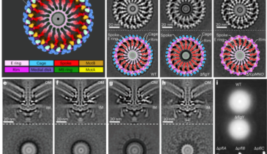 Structural insights into the assembly and evolution of a complex bacterial flagellar motor
