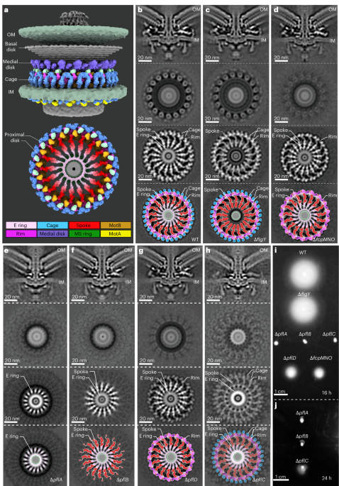 Structural insights into the assembly and evolution of a complex bacterial flagellar motor