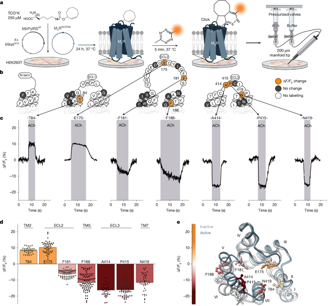 Ligand-specific activation trajectories dictate GPCR signalling in cells