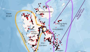 Body condition among Svalbard Polar bears Ursus maritimus during a period of rapid loss of sea ice