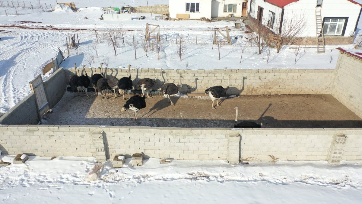 African ostriches adapt to subzero winters in Türkiye