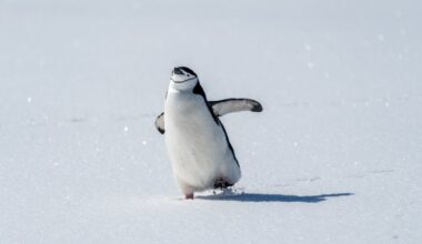 We are that 'nihilist penguin': Quiet aesthetics of leaving herd