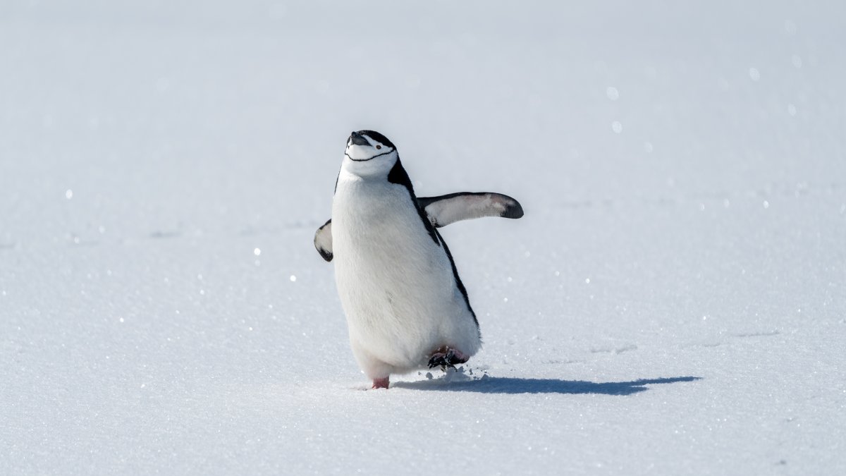 We are that 'nihilist penguin': Quiet aesthetics of leaving herd