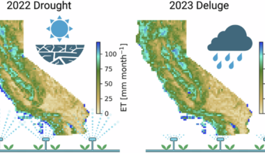 Human contributions to evapotranspiration mitigate swings in dry-to-wet year transitions