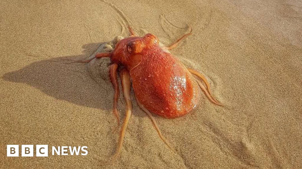 Rare octopus spotted on Tenby's North Beach before vanishing