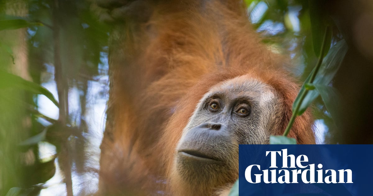 Indonesia takes action against mining firms after floods devastate population of world’s rarest ape | Indonesia