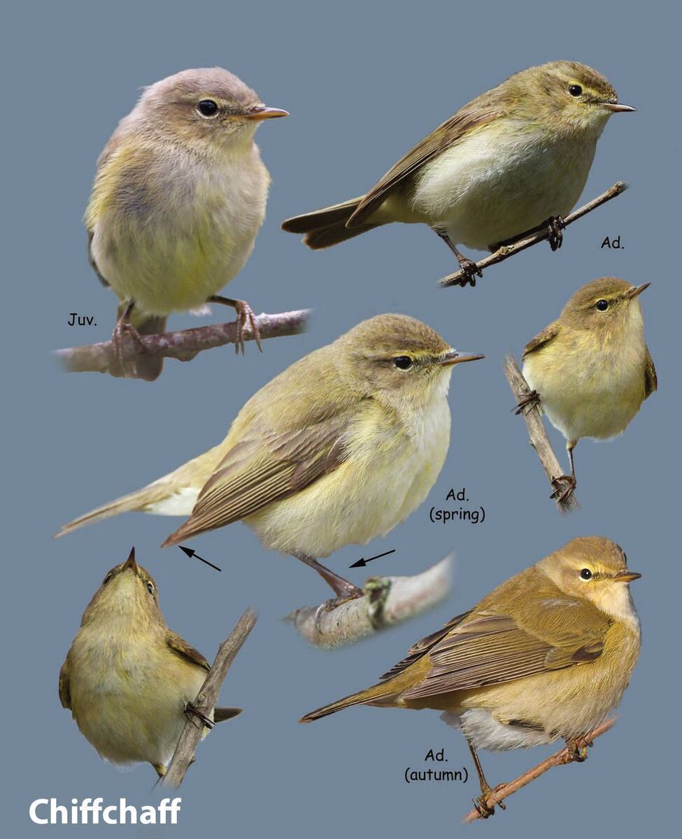 Chiffchaff