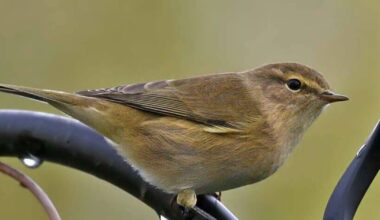 Birds of Ireland: Chiffchaff