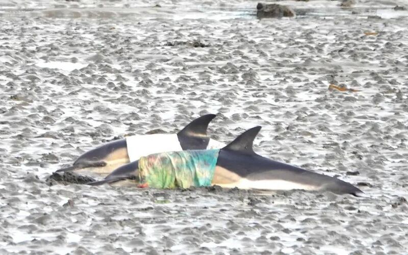 Local kayakers were also on standby to assist with herding the dolphins out once they refloated