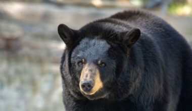 Unwelcome guest finally evicted as huge black bear living under home is moved on