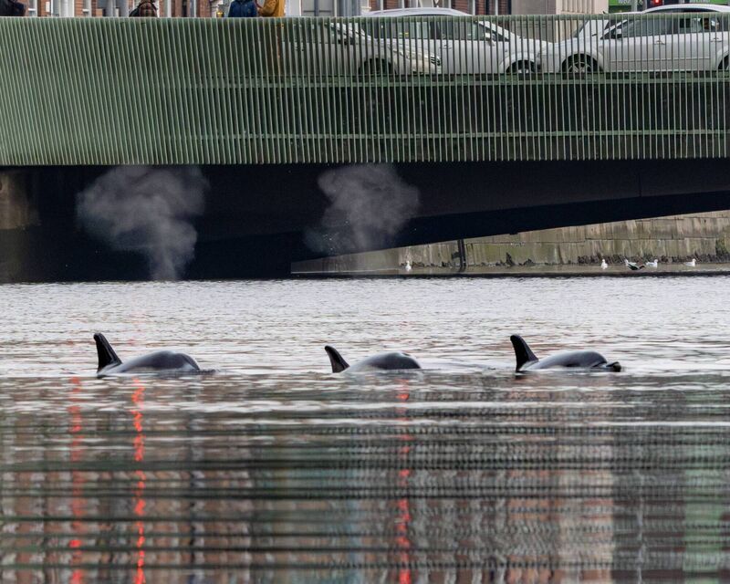 The pod of dolphins in the river.