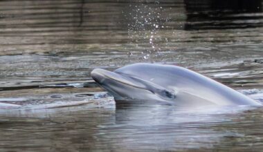 Ocean’s gentle spirits pay a visit to Cork's city centre