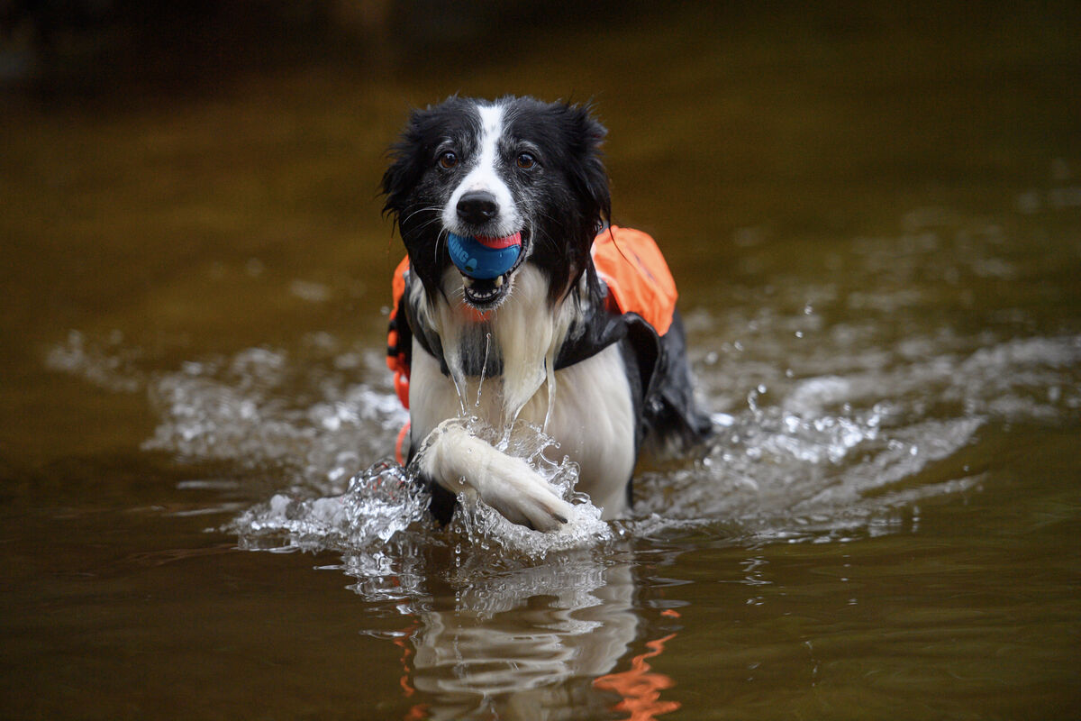 Murphy, one of ISSARD’s specialist search and rescue dogs, hard at work with Killarney Water Rescue Search and Recovery during training in 'man-trailing' and cadaver work at Loch Léin, Killarney National Park. 	Pictures: Dan Linehan
                    