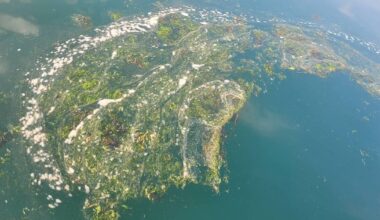 'We've never protected nature well in Ireland:' Call for investment to protect Ireland's marine areas