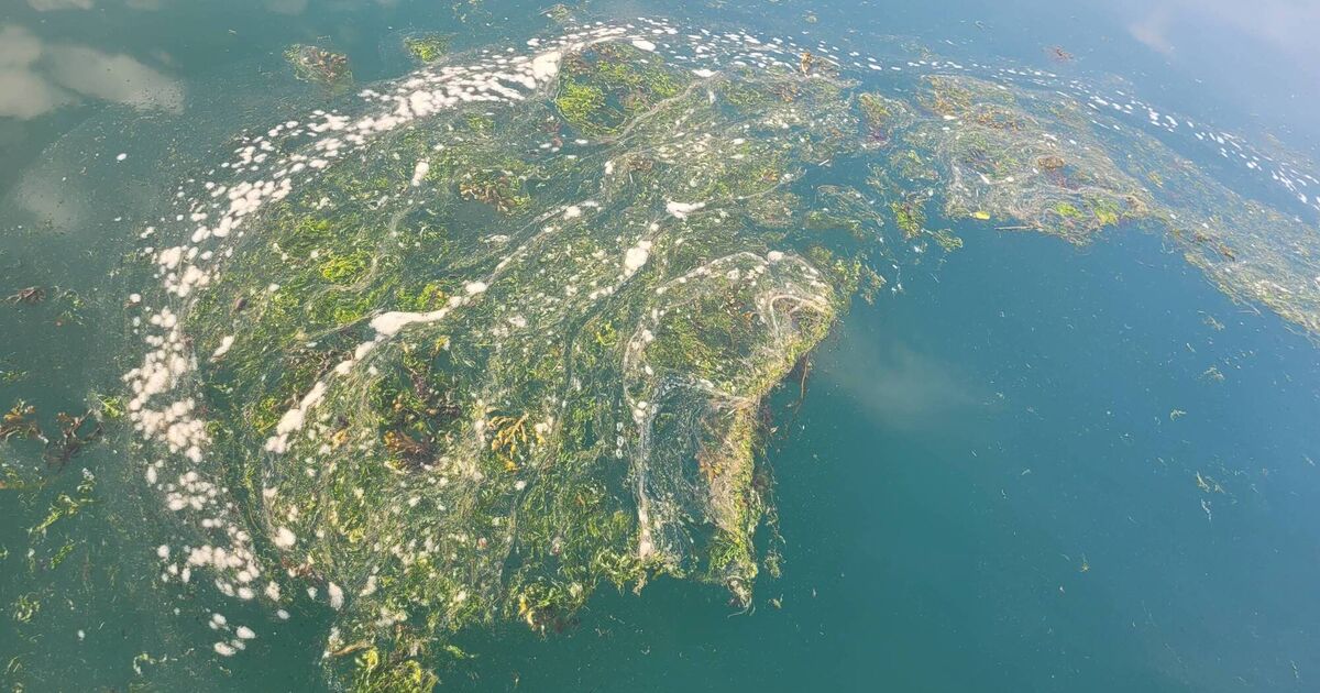 'We've never protected nature well in Ireland:' Call for investment to protect Ireland's marine areas