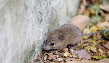 Home Q&A: Can I rid my house of mice without using traps or poisons? - Irish Examiner