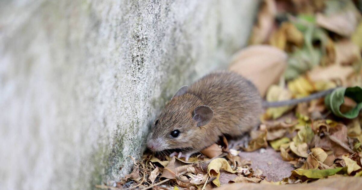 Home Q&A: Can I rid my house of mice without using traps or poisons? - Irish Examiner