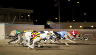 Third-level course sponsored by Greyhound Racing Ireland branded as 'cynical' 