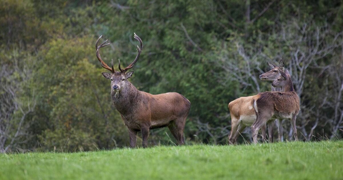 Wild deer causing daily accidents in Kerry, councillors told