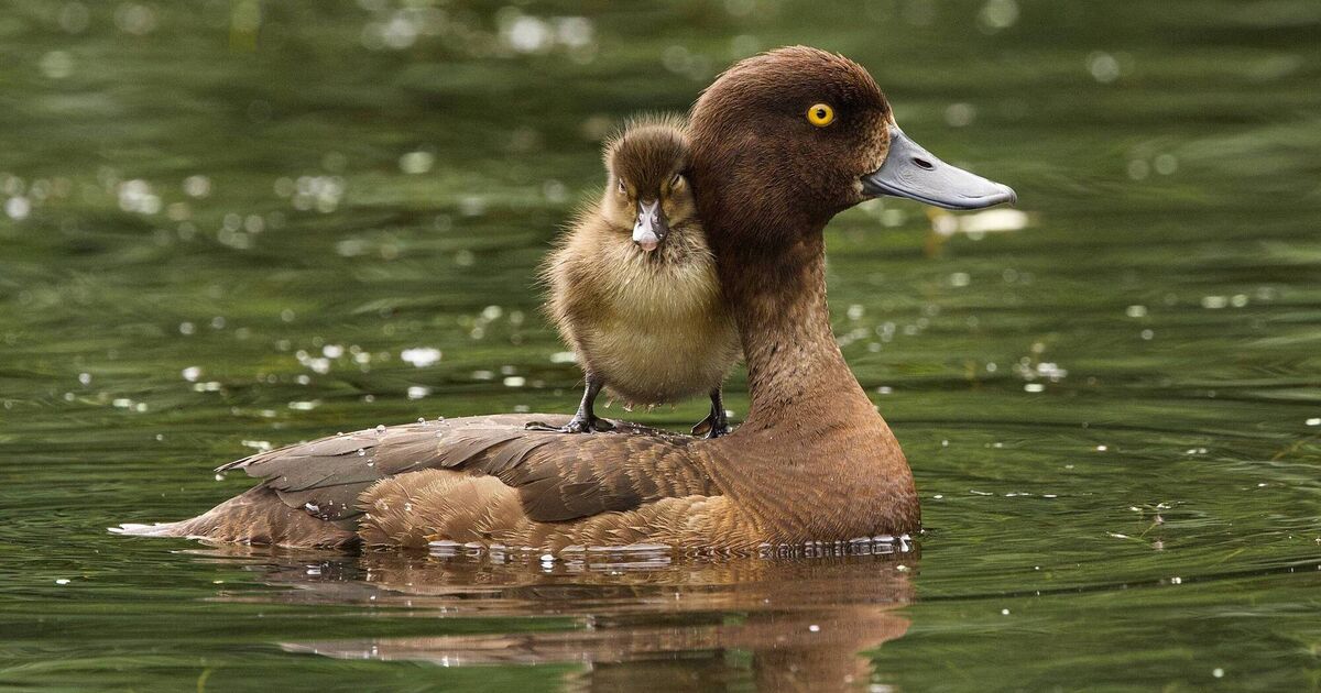 Bushy Park duckling photo wins Irish Examiner reader photographer competition