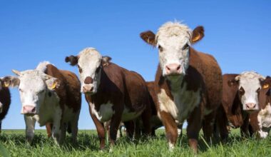 China suspends beef exports from Ireland following bluetongue outbreak