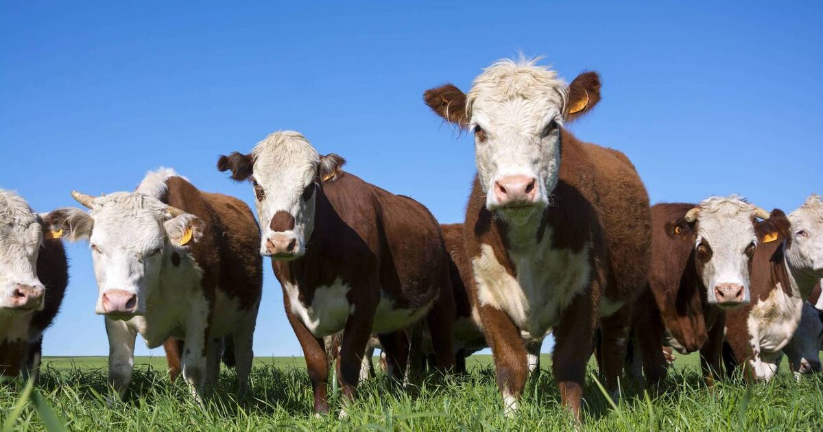 China suspends beef exports from Ireland following bluetongue outbreak