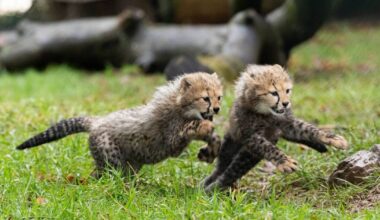 Cork's Fota Wildlife Park unveils two new cheetah cubs