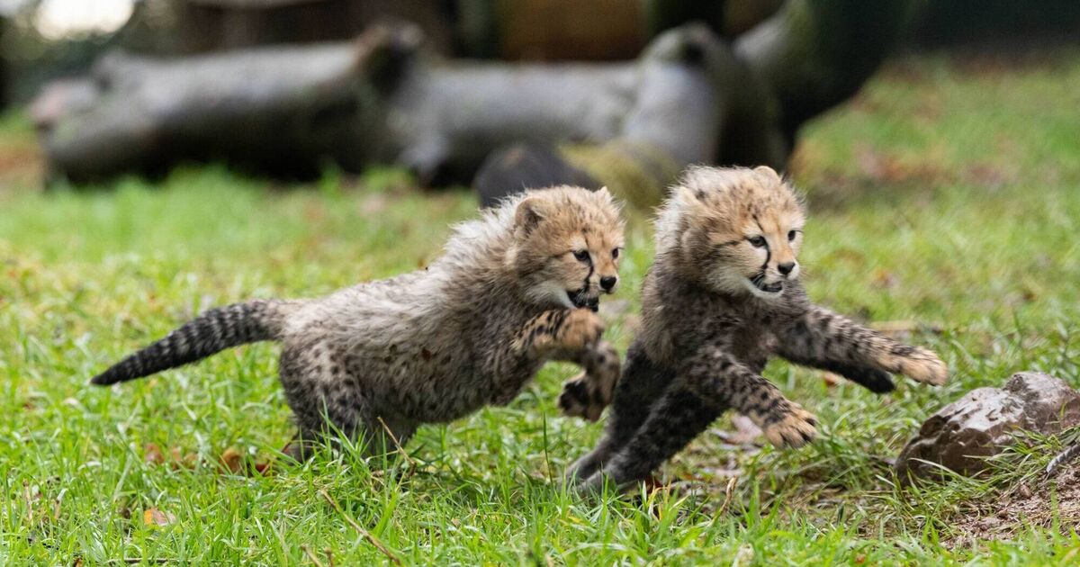 Cork's Fota Wildlife Park unveils two new cheetah cubs