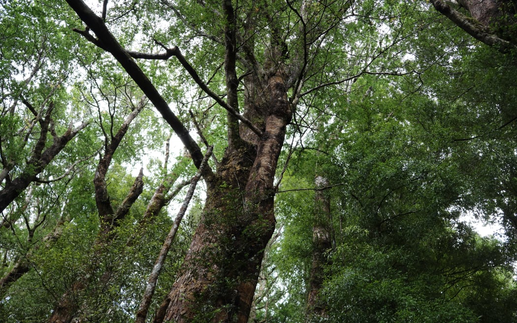As part of the research, samples are being taken from native plants in Te Urewera -  including climbing rātā (Metrosideros fulgens).