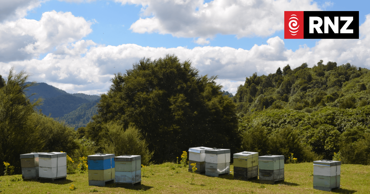 How 'bee glue' might improve our health