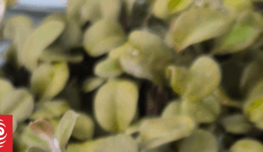 Hawke's Bay conservationists work to save critically endangered forget-me-not