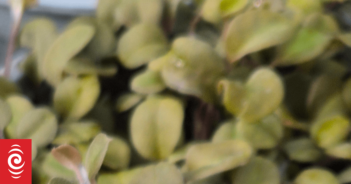 Hawke's Bay conservationists work to save critically endangered forget-me-not