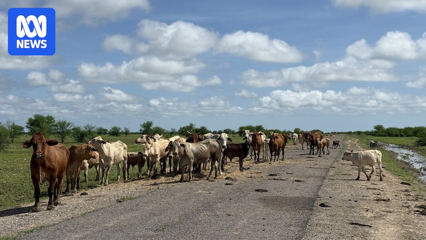Flood warnings continue as Queensland stock losses to hit more than 100,000