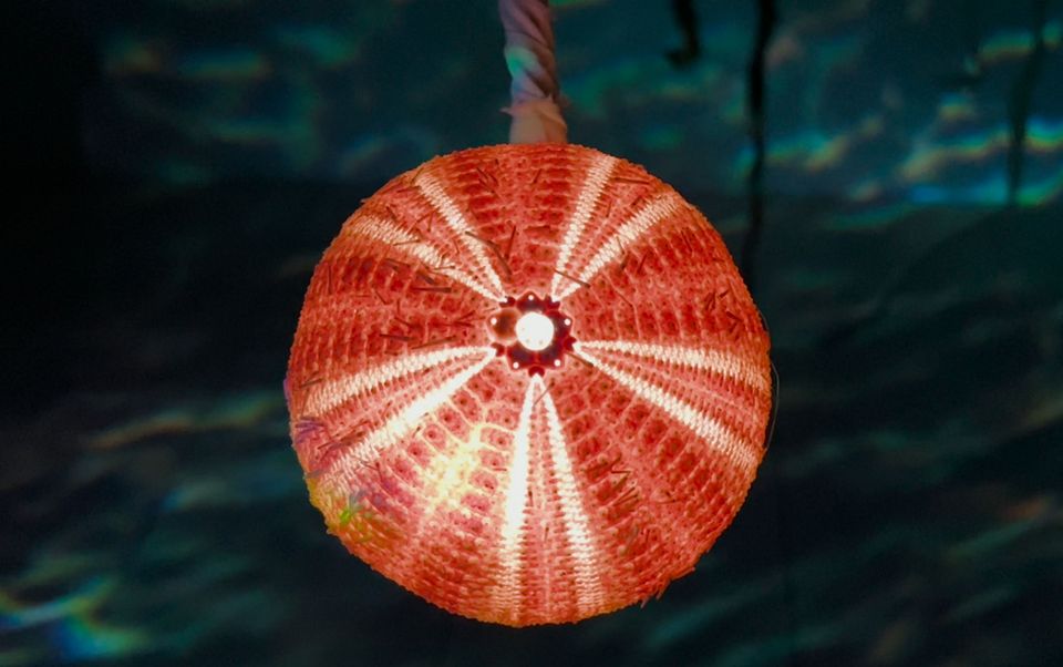 Urchin Chandelier at Customs House Gallery, Westport. Photo: Jane Cassidy