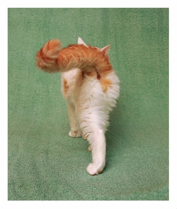 Cat walking away on a green background, displaying its fluffy orange and white tail.