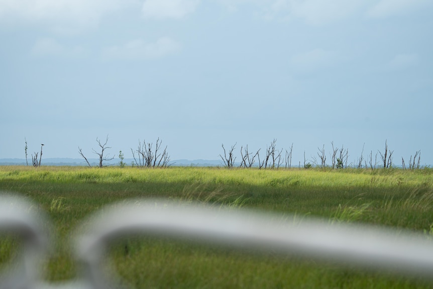 The branches of dead trees, viewed through the safety barriers of a small boat.