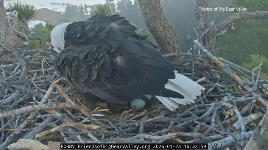 Big Bear bald eagles Jackie and Shadow welcome first egg of 2026. (FOBBV)