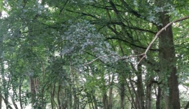 The Silver River has been badly devalued but it could thrive again – The Irish Times