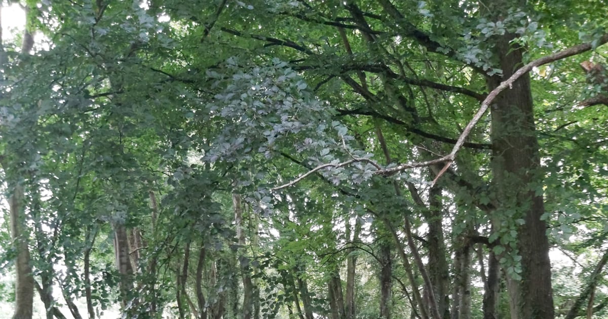 The Silver River has been badly devalued but it could thrive again – The Irish Times