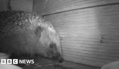Hidden cameras reveal what hedgehogs really get up to after dark