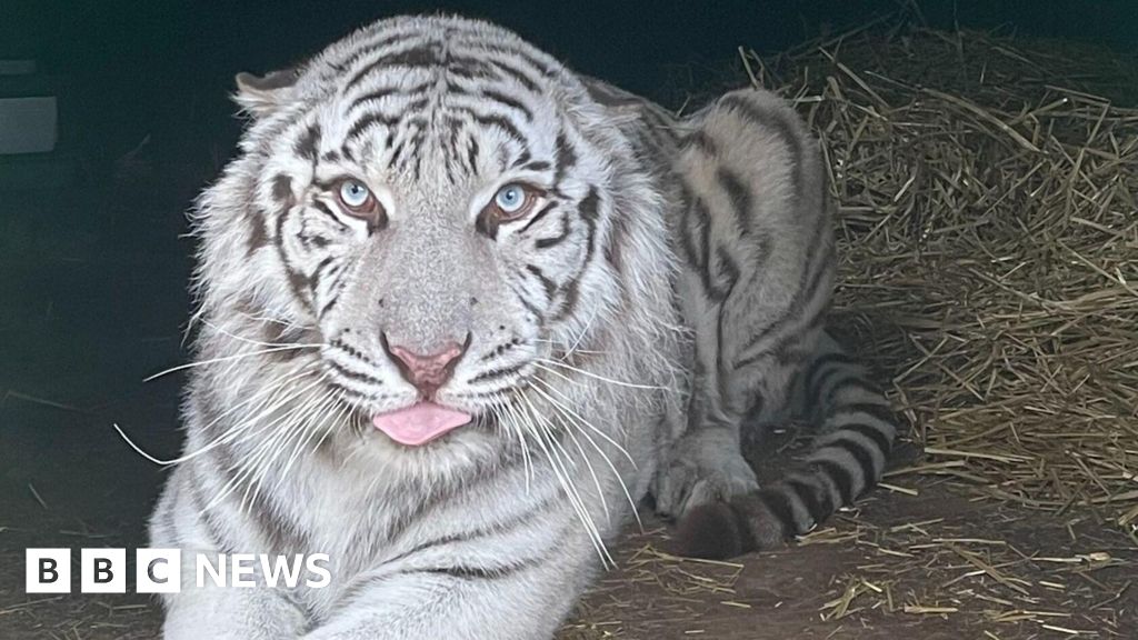 Rescued white tiger's move to Lincolnshire 'imminent'