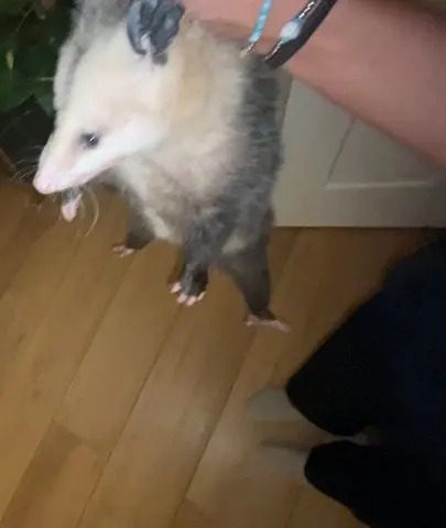 Brittanii Lehman Opossum