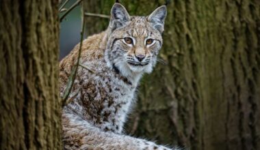 Public invited to have their say on reintroduction of lynx to Scottish Highlands