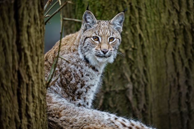 Public invited to have their say on reintroduction of lynx to Scottish Highlands